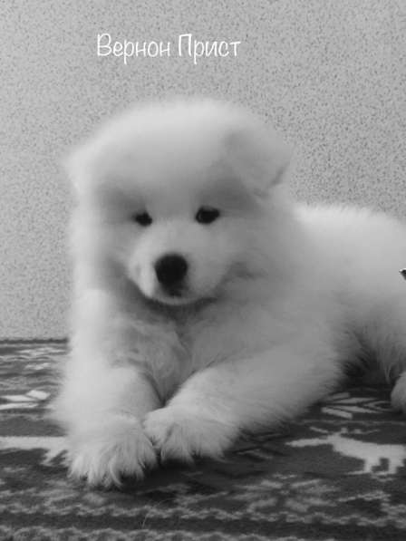 МИЛЫЕ САМОЕДЫ в Перми фото 9