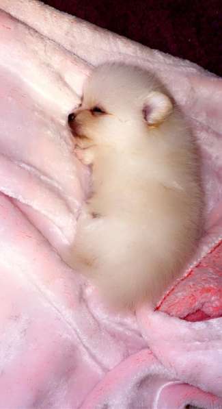 Spitz Pomeranian mini в фото 3