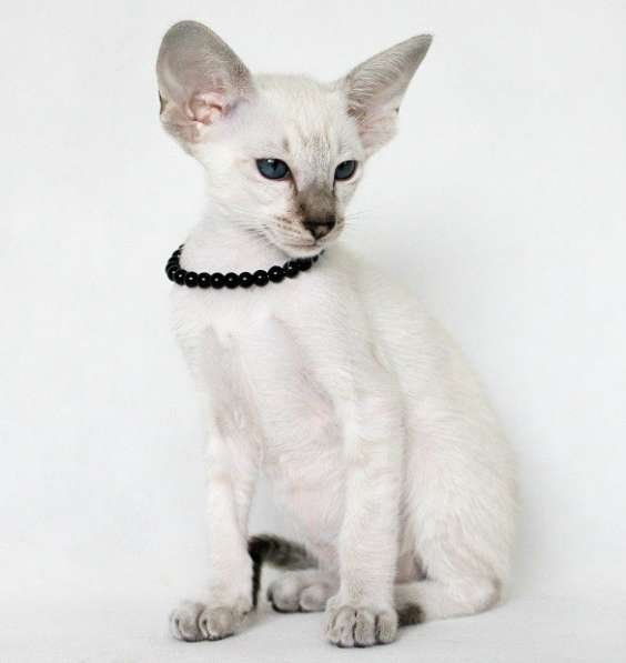 Ориентальные кошки из питомника в Москве фото 8