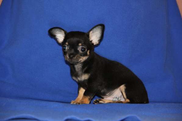 Щенки чихуахуа в Москве фото 6