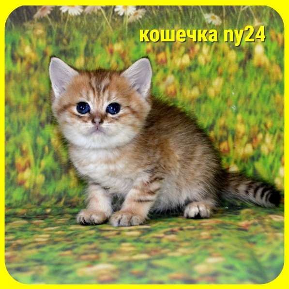 Золотой мальчик ny11 в Москве фото 12