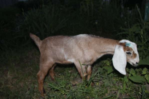 Нубийский козлик на племя от 100% супер козла в Краснодаре фото 4