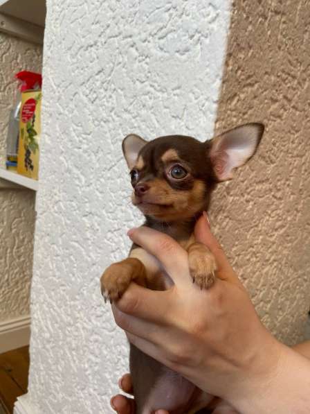 Chihuahua puppy’s