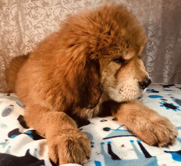 Тибетский мастиф щенки в Твери фото 19