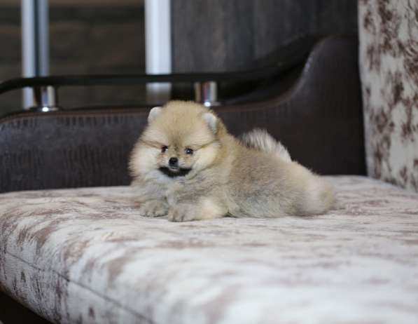 Щенки померанского шпица в Ярославле фото 5
