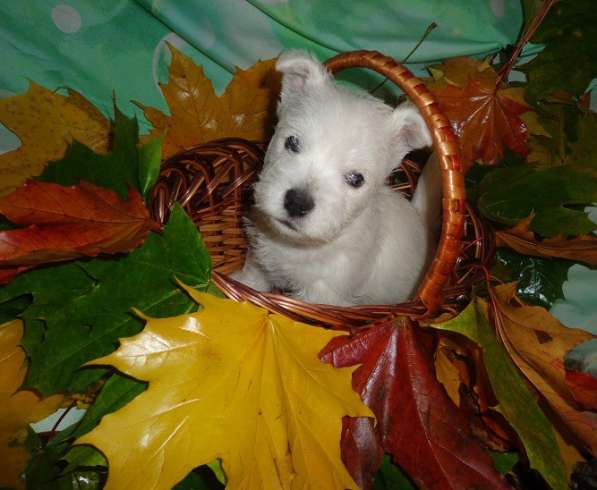 Щенки Вест Хайленд Уайт терьера в Раменское фото 7