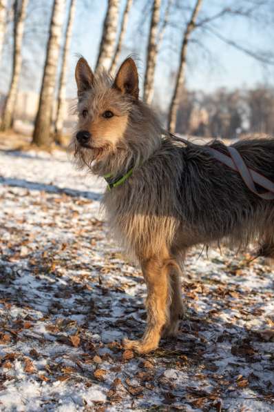 Трогательный Чарлик ищет дом в Москве фото 39