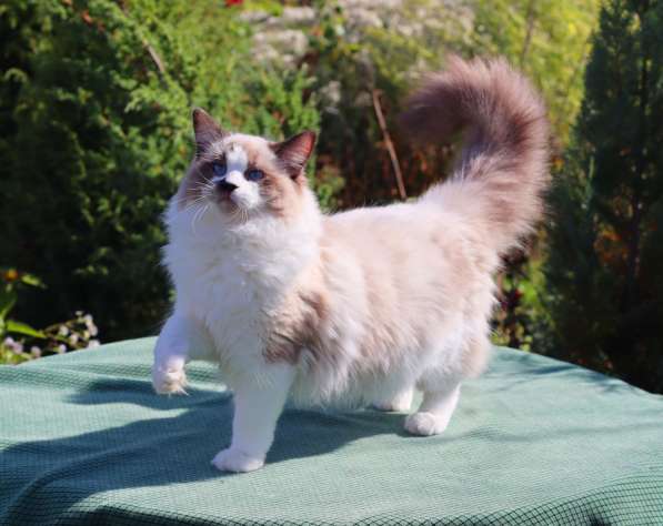 Рэгдолл котята в фото 27