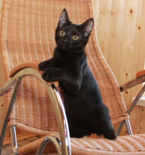 Котята в добрые руки. Рыжие девочки в Москве фото 35