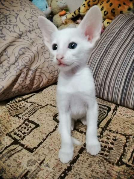 Ориентальный котик в Тюмени фото 5