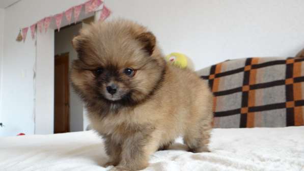 Померанский шпиц - медвежий тип