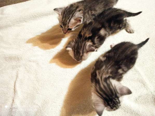 Котята породы Сококе +- три недели, мальчик и две девочки. Б в Подольске