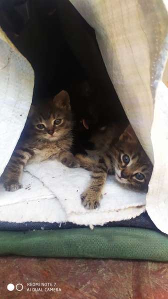 Отдам в добрые любящие руки котят