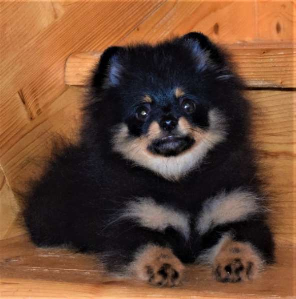 Красавчик в Москве фото 4