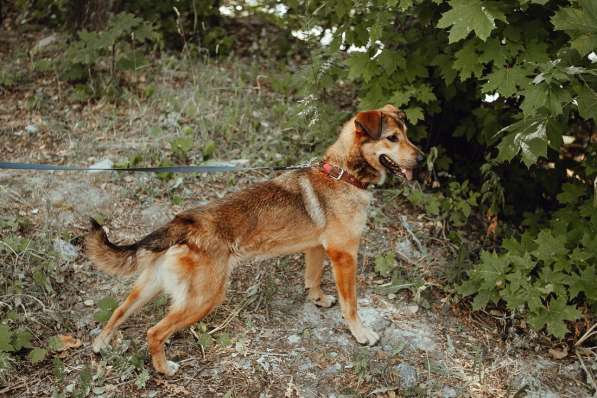 Очаровательная собачка компактного размера в Санкт-Петербурге фото 15