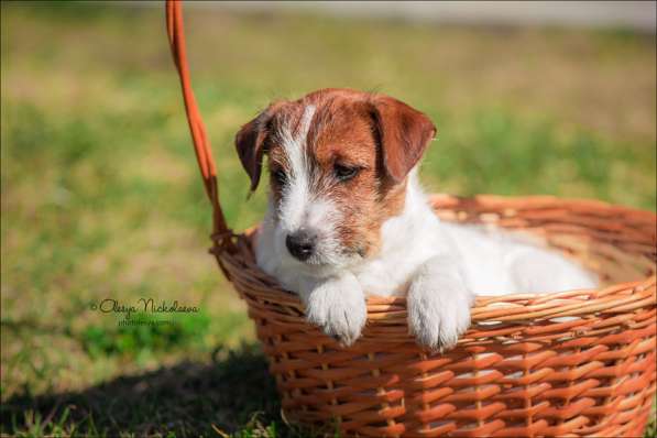 Джек рассел щенки в Санкт-Петербурге фото 6