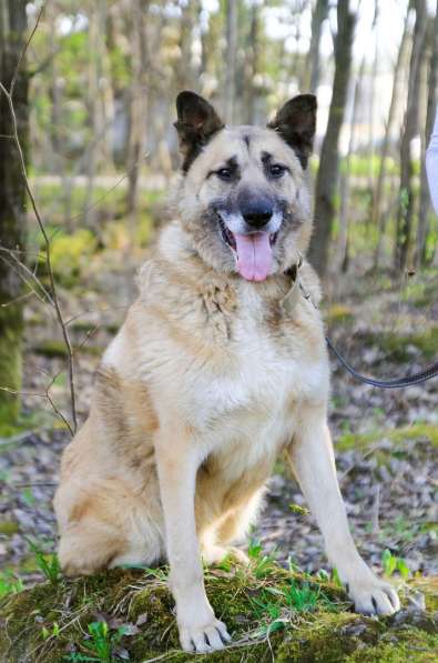 Собака в хорошие руки в Санкт-Петербурге