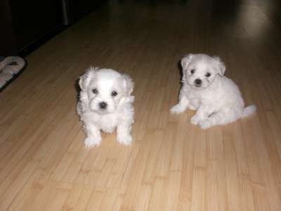 Щенки Мальтезе в Краснодаре
