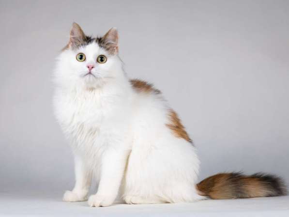 Молодая сибирская трехцветная кошечка Зая в дар в Москве фото 7