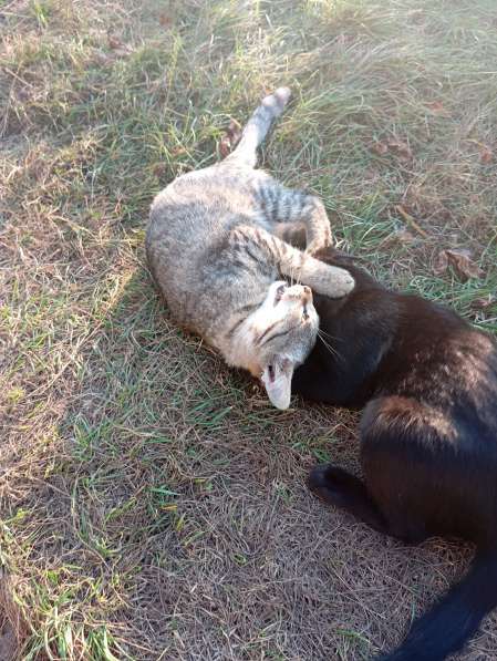 Котенок в дар в фото 3