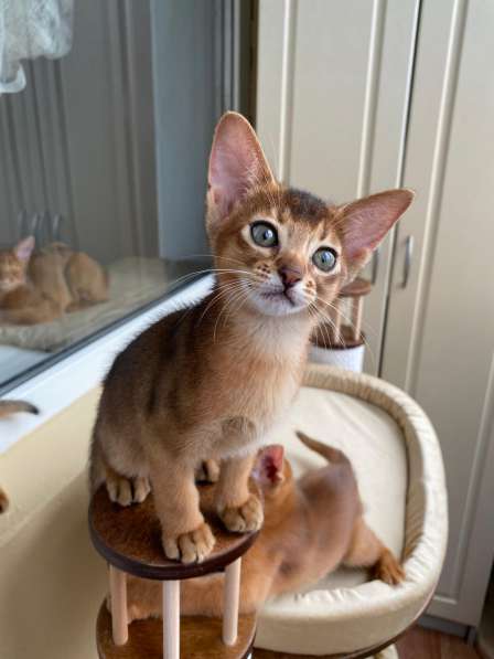 Абиссинская девочка из питомника в фото 3