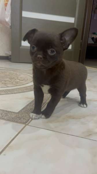 Чихуахуа щенки