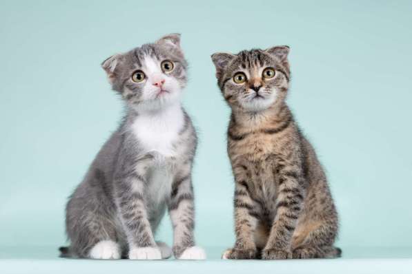 Вислоухие котята в добрые руки в Москве фото 4