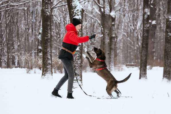 Собака в добрые руки в Москве фото 5