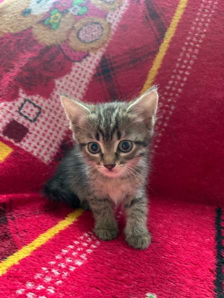 Отдаю котят в добрые руки в Волгограде фото 5