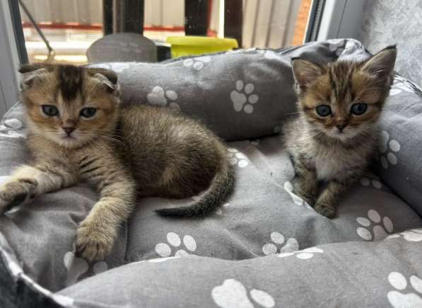 Шотландские котята