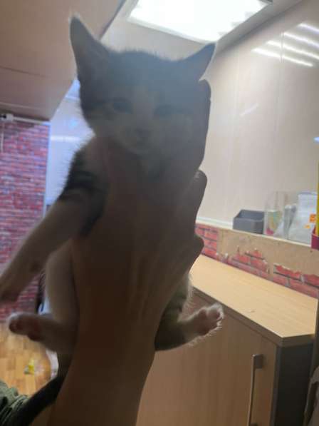 Отдам в добрые руки ! в Москве фото 8