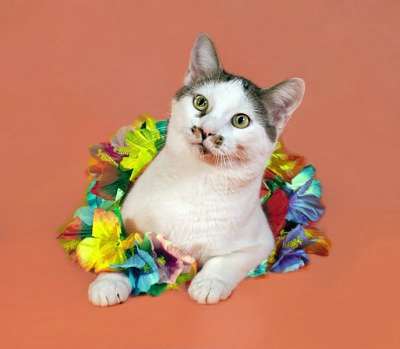 домашний клоун Яха в Санкт-Петербурге