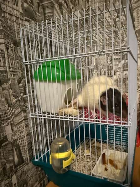 Продам крыску ? в Орле фото 3