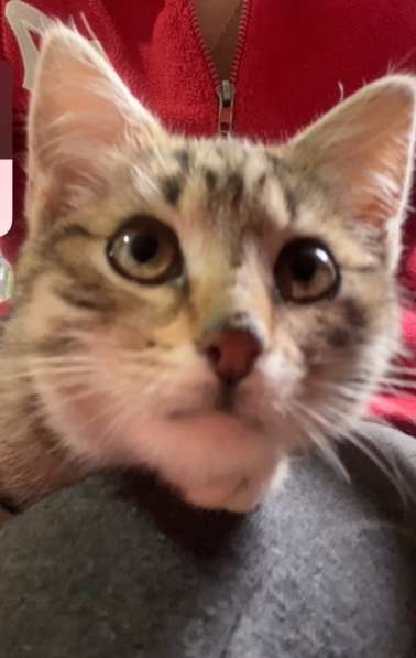 Это Салинка! Чудесная нежная девочка! в Москве фото 5