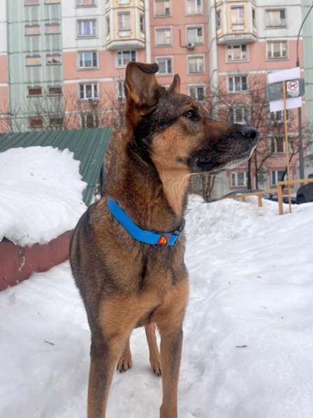Молодой пес Кирил, верный, добрый друг в добрые руки в Москве фото 10