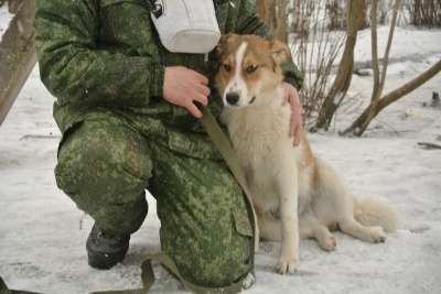 собака в Великом Новгороде фото 7