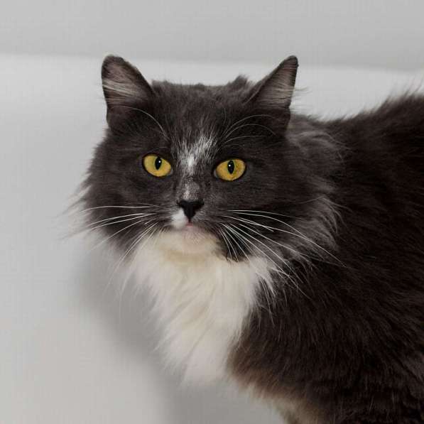 Роскошная красавица Зефирка в самые добрые руки! в Москве