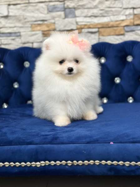 Pomeranian spitz. Cream girl
