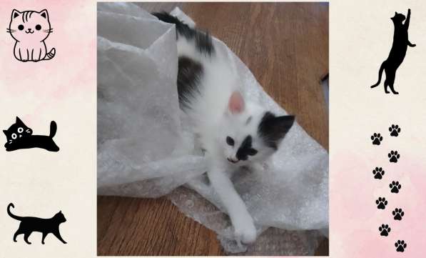 Котёнок-девочка в добрые руки!