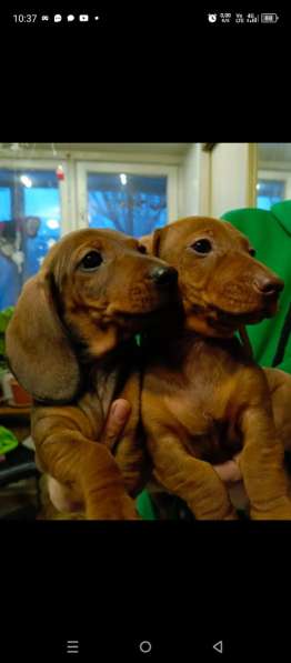 Клубные щенки рыжики в Москве фото 15