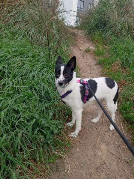Маленькая домашняя собачка ищет дом в Санкт-Петербурге