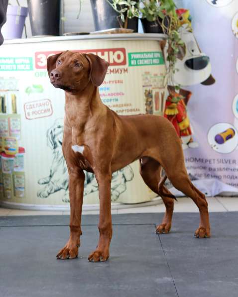 Подрощенный щенок родезийского риджбека в Москве фото 3