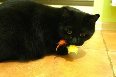 Отдам даром Кошка Мишель - почти британочка в Санкт-Петербурге фото 6