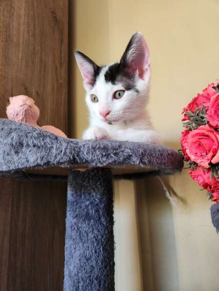 Котята ищут любящую семью в фото 8