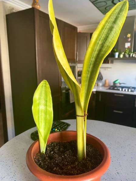 Сансавиерии сортовые в Ставрополе фото 5