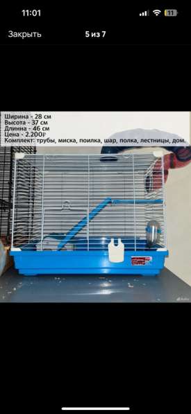 Сирийские и джунгарские хомяки с клетками в Москве фото 4