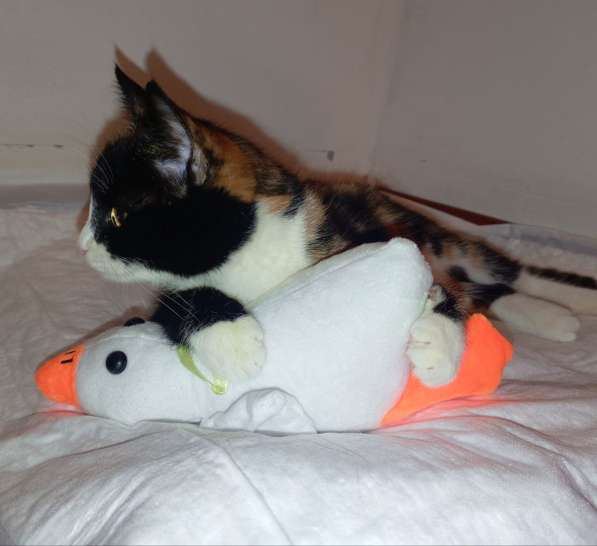 Трехцветный котенок Умка в добрые руки в Москве фото 3