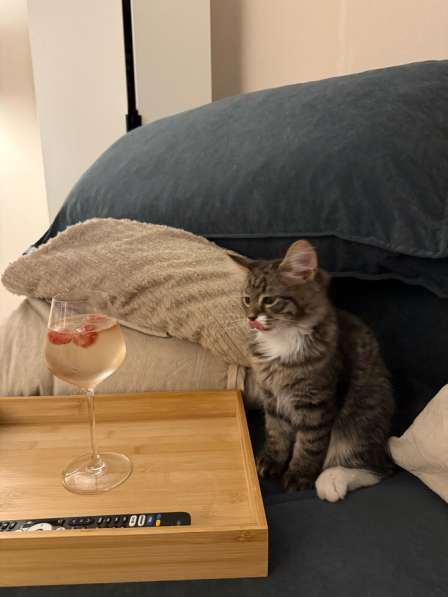 Отдам котика в добрые ручки в Набережных Челнах фото 8