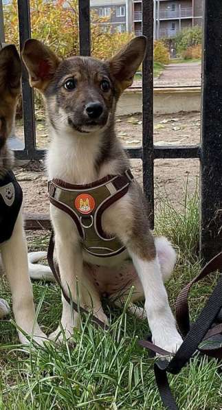 Снежа – Плюшевая Нежность и Комочек Обаяния! в Санкт-Петербурге фото 7