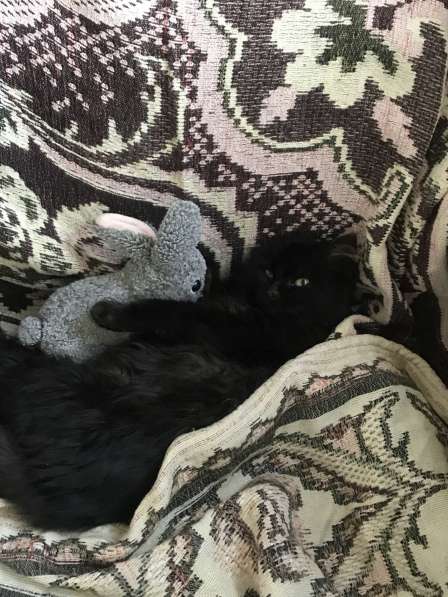 Отдадим в хорошие руки в фото 3